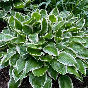 Hosta 'Francee'