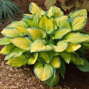 Hosta 'Paul's Glory'