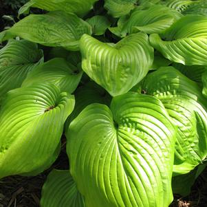 Hosta 'Sum and Substance'