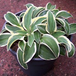 Hosta 'Funny Mouse'