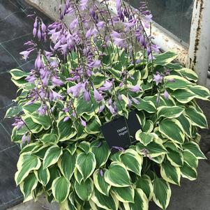 Hosta 'Pilgrim'