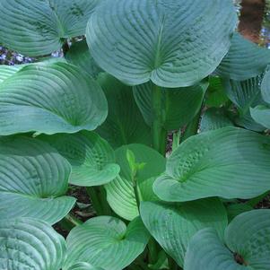 Hosta 'Jurassic Park'