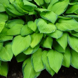 Hosta 'Gold Standard'