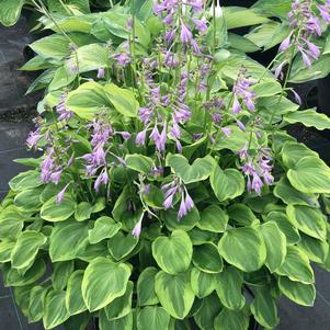 Hosta 'Golden Tiara'