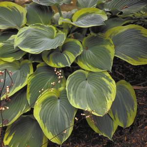 Hosta 'Earth Angel'