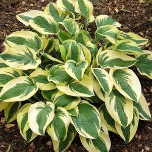 Hosta 'Wide Brim'