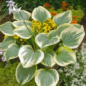 Hosta 'Liberty'