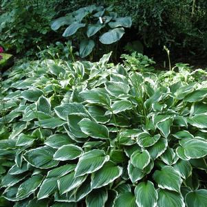 Hosta 'undulata Albomarginata'