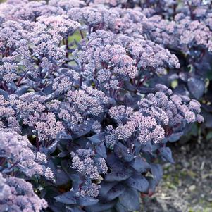 Sedum Medium Clumping or Arching 'Mojave Jewels™ Sapphire'