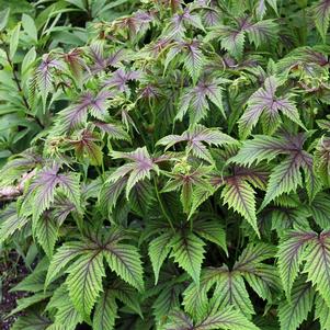 Filipendula x 'Red Umbrellas'