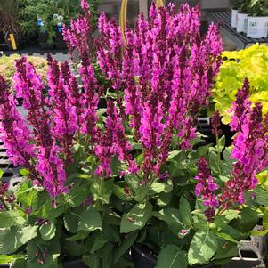 Salvia nemorosa 'Sensation® Deep Rose Improved'