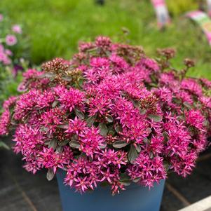 Sedum Low Growing/Ground Cover spurium 'Spot On™ Deep Rose'