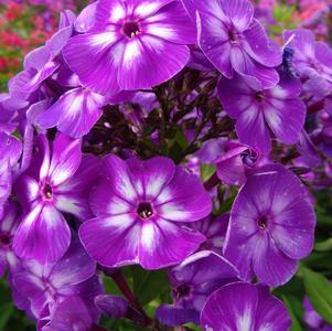 Phlox Tall Garden paniculata 'Laura'