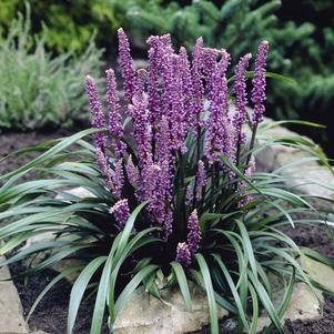 Liriope 'Purple Explosion'