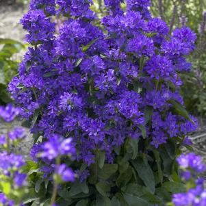 Campanula glomerata 'Freya'