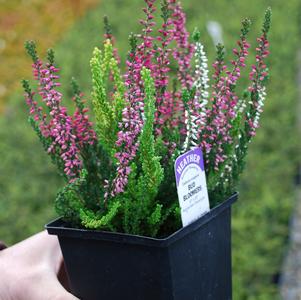 Heather 'Calluna vulgaris 'Assorted Colors''