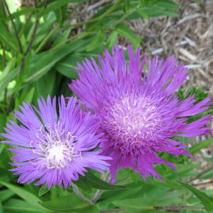 Stokesia laevis 'Honeysong Purple'