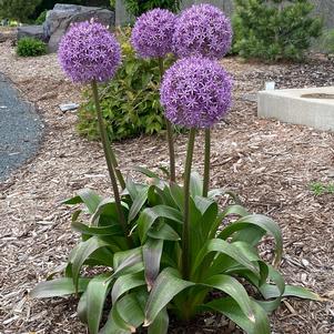 Allium 'Globemaster'