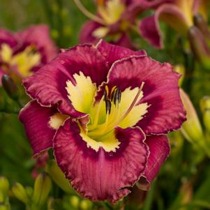 Hemerocallis 'Catcher in the Eye'