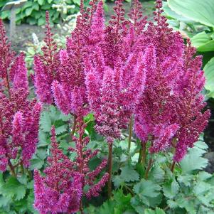 Astilbe chinensis 'Purple Rain'