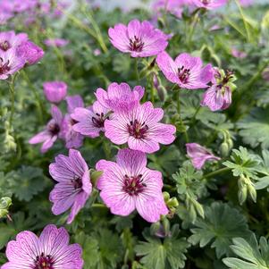 Geranium cinereum 'Ballerina'