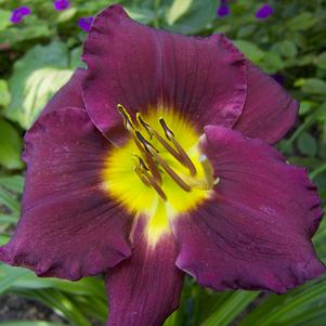 Hemerocallis 'Bela Lugosi'