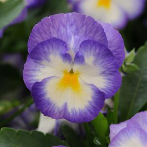 Viola cornuta 'Halo Lilac'