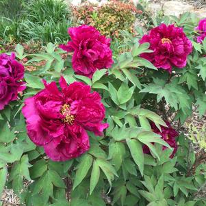 Peony Tree suffruticosa 'Shimadaijin (Purple)'