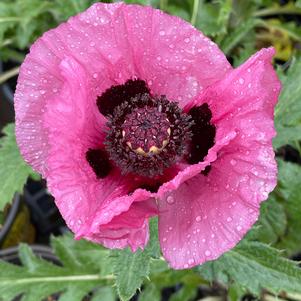 Papaver orientalis 'Little Patty's Plum'