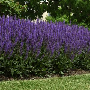 Salvia hybrida 'Blue By You'