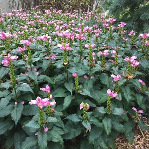 Chelone obliqua 