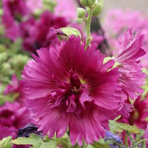 Alcea rosea 'Queeny Purple'