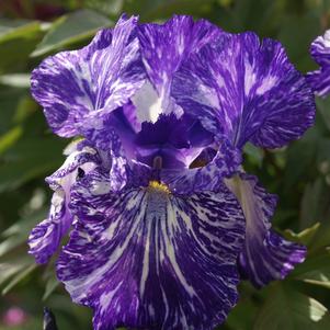 Iris germanica 'Batik'