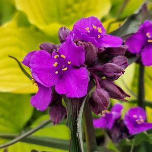 Tradescantia andersoniana 'Brainstorm'