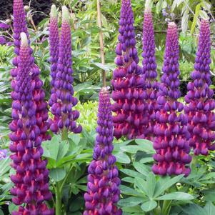 Lupinus 'Westcountry™ Masterpiece'