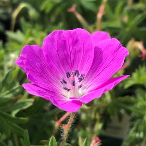 Geranium sanguineum 'New Hampshire Purple'