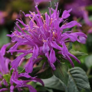 Monarda didyma 'Balmy™ Lilac'