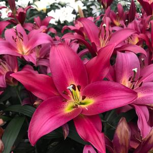 Lilium - OT Hybrid Lily 'Touchstone'