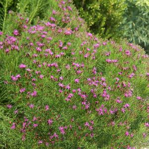 Vernonia lettermannii 'Iron Butterfly'