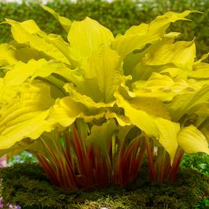 Hosta 'Lipstick Blonde'