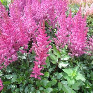 Astilbe chinensis 'Maggie Daley'