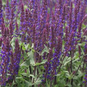 Salvia nemorosa 'Caradonna'