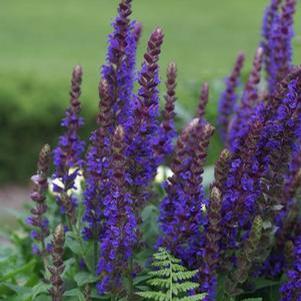 Salvia nemorosa 'East Friesland'