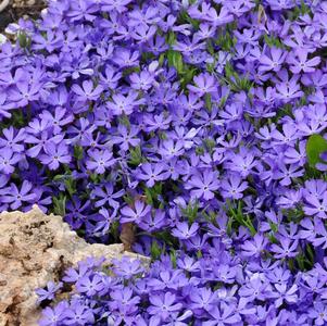 Phlox subulata 'Violet Pinwheels'