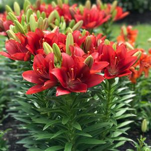 Lilium - LA Hybrid Lily 'Summer Scarlet®'