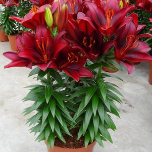 Lilium - Asiatic Pot Lily Looks™ 'Tiny Rocket'