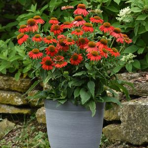 Echinacea 'Artisan™ Red Ombre'