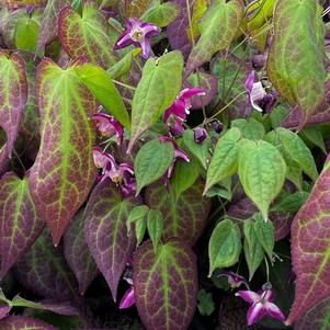 Epimedium x rubrum