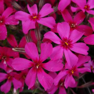 Phlox subulata 'Scarlet Flame'