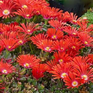 Delosperma 'Red Mountain® Flame Ice'